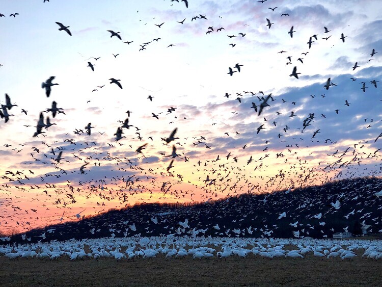 Middle Creek Snow Geese